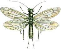 Веснянка короткохвостая одинокая